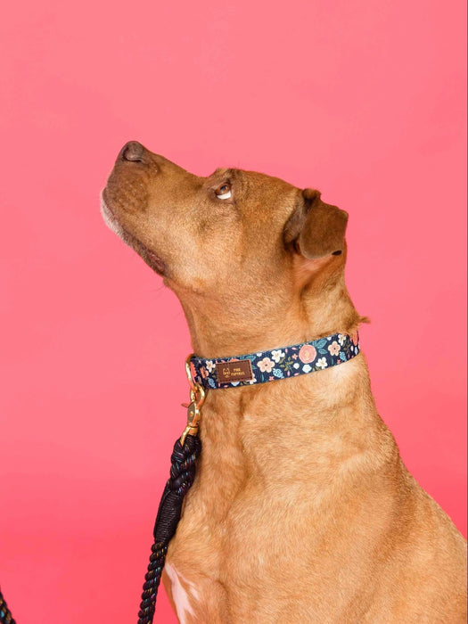 Printed Fabric Dog Collar