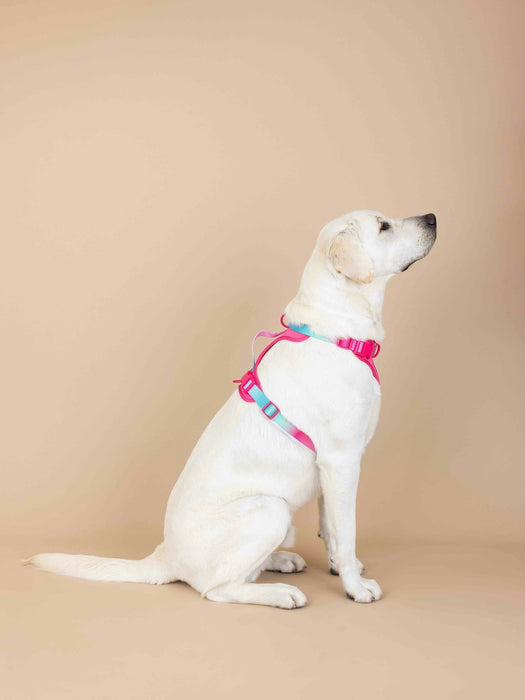 Ultra Comfort Neoprene Dog Harness