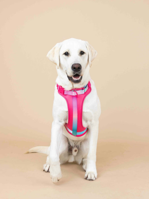 Ultra Comfort Neoprene Dog Harness