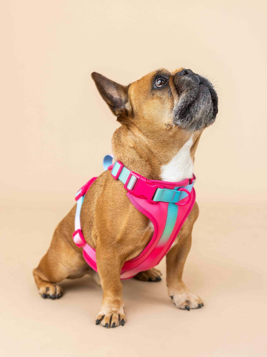 Ultra Comfort Neoprene Dog Harness