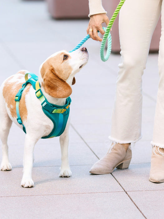 Ultra Comfort Neoprene Dog Harness