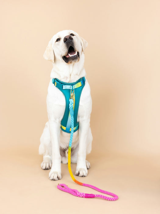 Ultra Comfort Neoprene Dog Harness